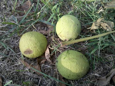 Three green, round objects lying on grass, possibly unripe fruits.