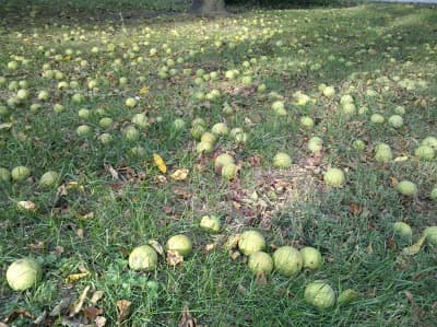 A grassy field scattered with numerous green round fruits and fallen leaves.