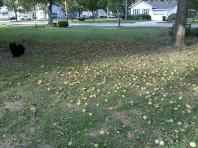 A black dog sits beside a lawn scattered with green fallen fruit and fallen leaves.
