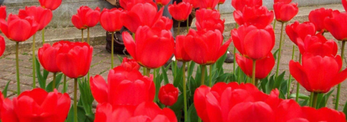 red tulips